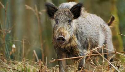 حيوان مفترس يهاجم سكان قرية بالجزيرة ليلاً ويصيب ١٥ شخصاً
