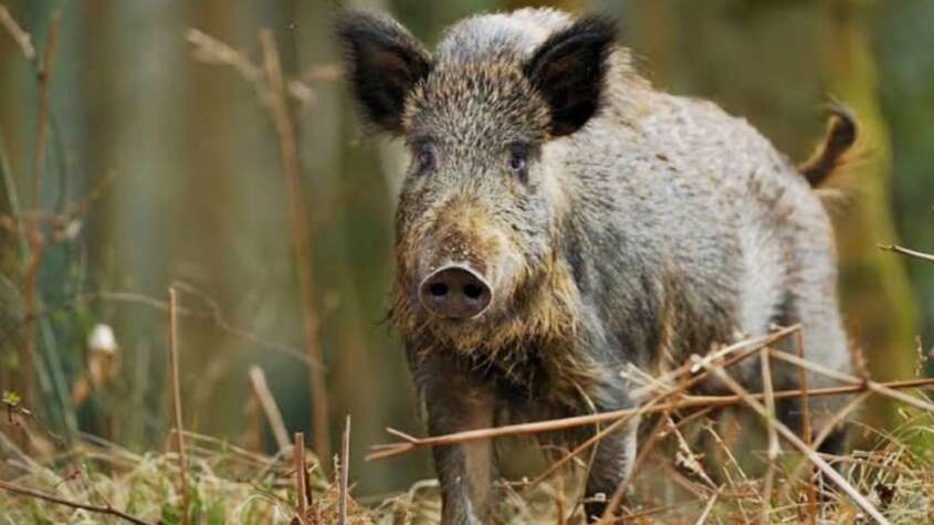 حيوان مفترس يهاجم سكان قرية بالجزيرة ليلاً ويصيب ١٥ شخصاً