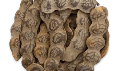 القرض (Acacia nilotica) وفوائده