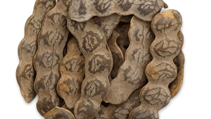 القرض (Acacia nilotica) وفوائده