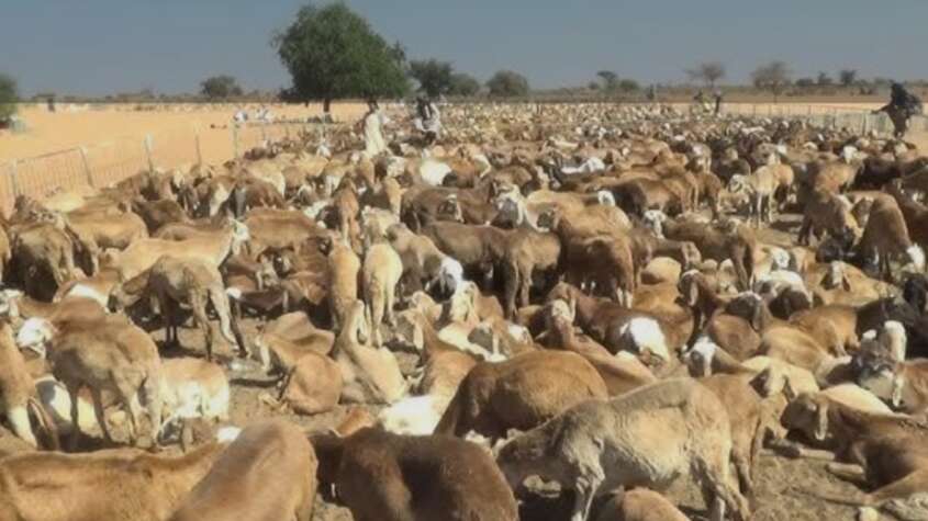 تصدير الماشية الى السعودية تزامناً مع موسم الهدي