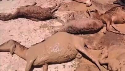نفوق (٢٠) رأساً من الضأن إثر شربها من أحواض تخمير الذهب بولاية نهر النيل
