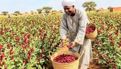 زراعة الكركديه في السودان زراعة الكركديه في السودان