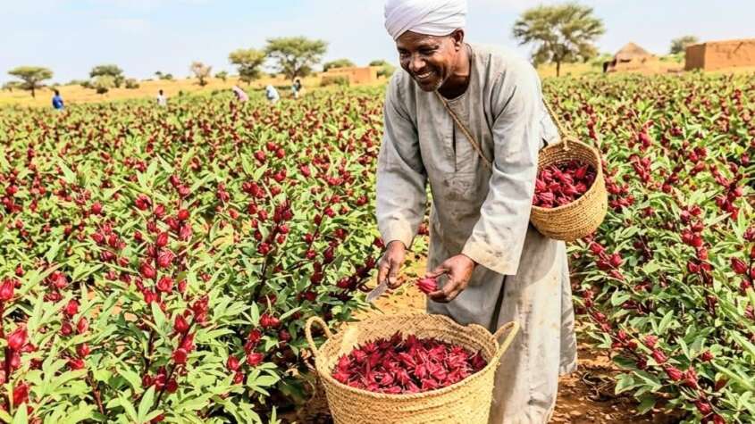 زراعة الكركديه في السودان زراعة الكركديه في السودان