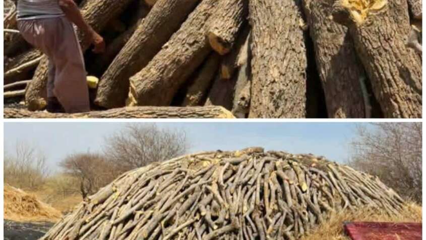 أنقذوا غابات السودان من التصحر أنقذوا غابات السودان من التصحر