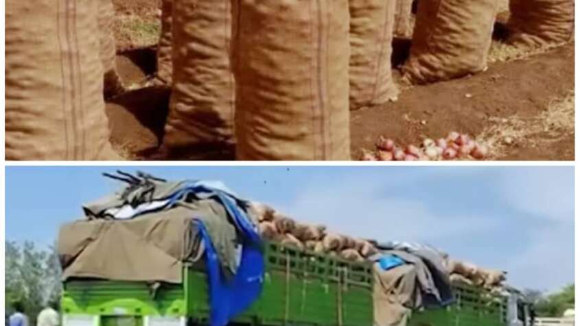 كميات من البصل السوداني في طريقها الى أثيوبيا ! كميات من البصل السوداني في طريقها الى أثيوبيا !