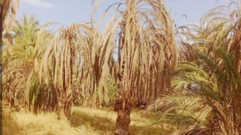 مزارعو النخيل بالشمالية يصرخون !